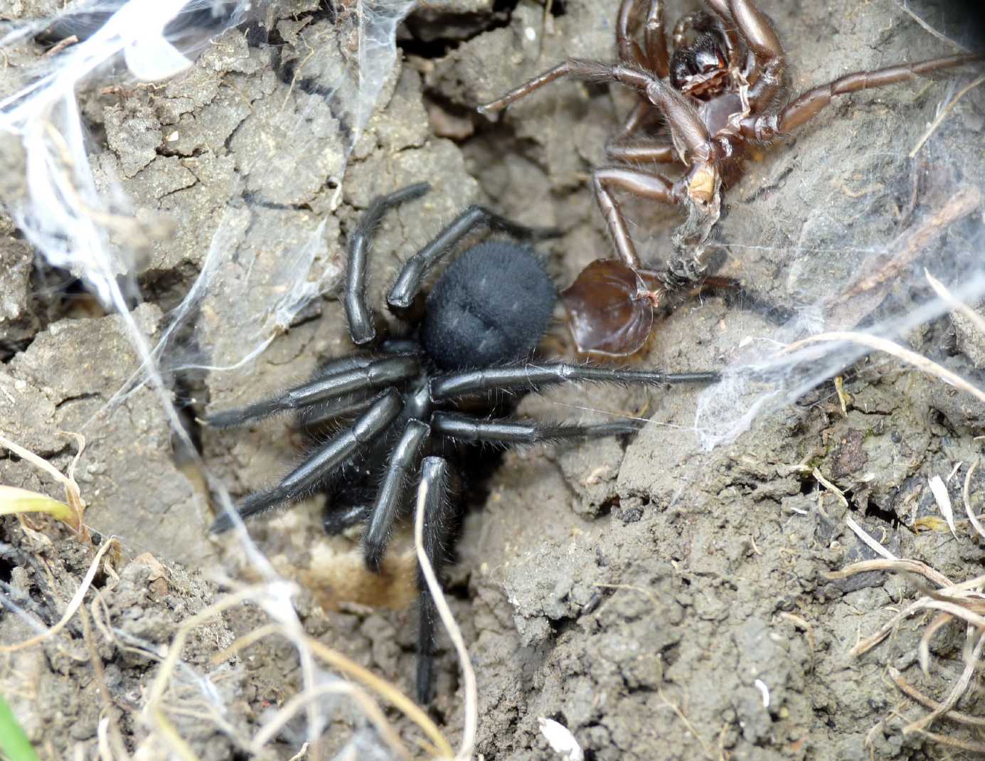 Gnaphosa lucifuga